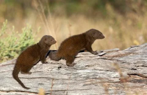 Two Dwarf Mongoose - Botswana Stock Photos