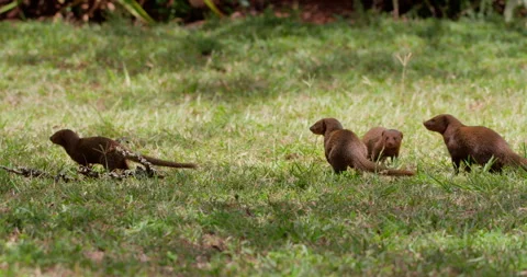 Two Dwarf Mongoose running into the larger group at daytime Stock Footage 314779930