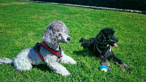Two dwarf poodles playing Stock Photos