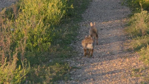 Two E. Cottontail rabbits running, E USA Stock Footage 95984412