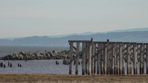 Two eagle hanging out Stock Footage 201446526