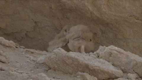 Two Eagle Owl Chicks Sheltering in a Clay Burrow NestTwo eagle owl chicks Stock Footage 338034675