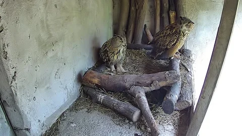 Two eagle owls are watching the nature from the nest Stock Footage 153911327