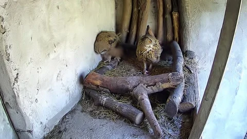 Two eagle owls watch warily from the nest Stock Footage 153580281