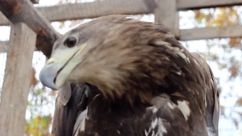 Two Eagle Plan and Eagle Screams Into the Camera With the Presence of Sound Stock Footage 70916960