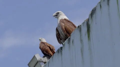 Two eagle setting on the top of a buildings Stock Footage 280022193