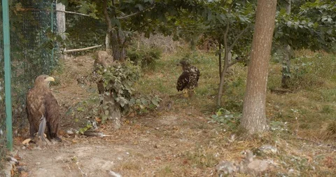 Two eagle sits on the ground in the forest between the trees Stock Footage 115731446