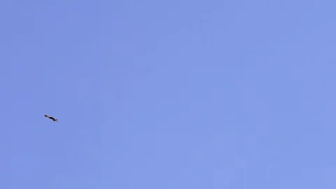 Two eagles are soaring in blue sky. It's eagle's wings. Silhouette of birds Stock Footage 129008049