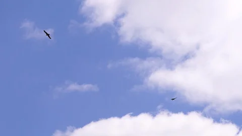Two eagles are soaring in blue sky. It's eagle's wings. Silhouette of birds Stock Footage 129008120