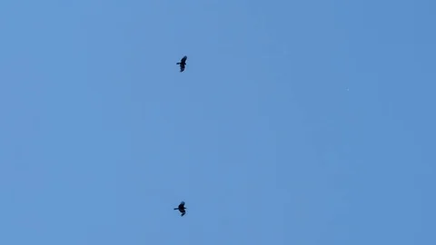 Two eagles in the blue sky. Freedom Stock Footage 73509862