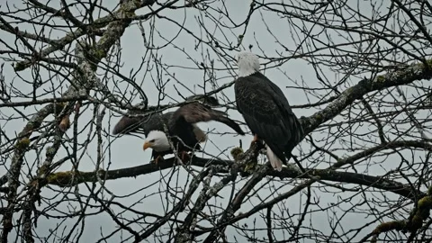 Two Eagles on a Branch with One Taking Flight Stock Footage 315090995