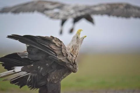 Two eagles closeup Stockfoto's