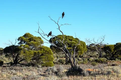 Two eagles on a dead tree in Australian desert Stock Photos