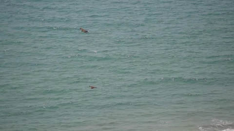 Two eagles fighting mid airi n front of the blue Arabian sea Stock Footage 225469200