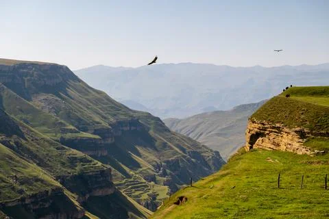 Two eagles fly over a mountain gorge, a cow pasture. Dagestan. Stock Photos