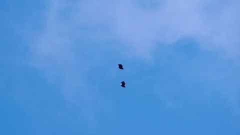 Two eagles flying in blue sky Stock Footage 107222467