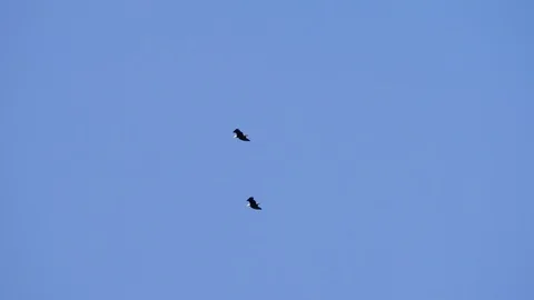 Two eagles flying in blue sky behind tree Stock Footage 107222930