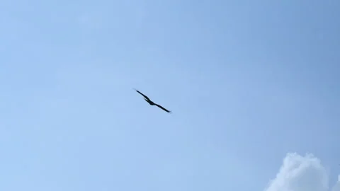 Two eagles flying free in a blue sky with white cloud Stock Footage 256773466