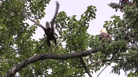 Two eagles Stock Footage 55576152