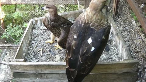 Two eagles just staying in the nest Stock Footage 158161711