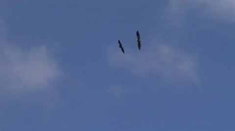 Two eagles on mating flight Stock Footage 44455212