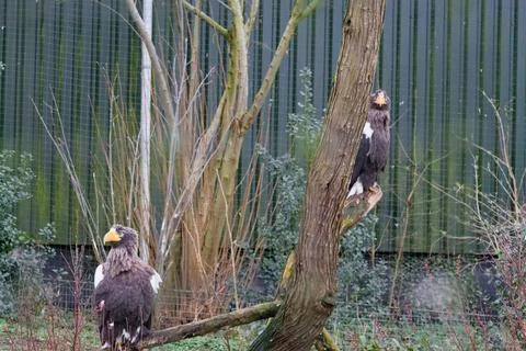 Two Eagles Perched on a Tree Stock Photos