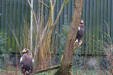 Two Eagles Perched on a Tree Stock Photos