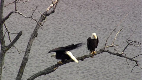 Two eagles perching on the bare tree branch against the river, Eagles birds Stock Footage 109138718