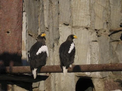 Two eagles Stock Photos