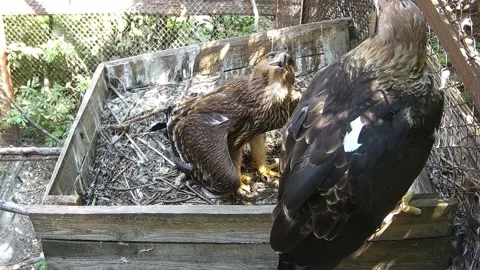 Two eagles sit in the nest and look out for prey Stock Footage 158359431