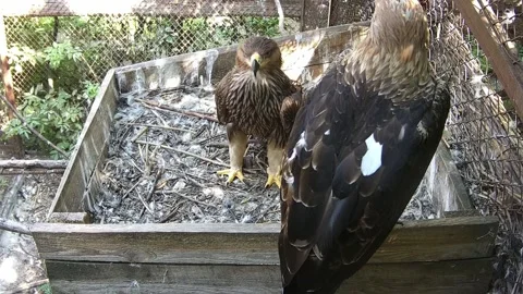 Two eagles staying in the nest Stock Footage 158359435