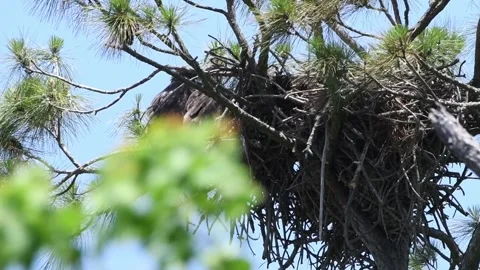 Two eaglets perched on side on nest on windy day 動画素材 243718750
