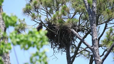 Two eaglets sit on the edge of a nest preparing for their first flight 動画素材 244111387