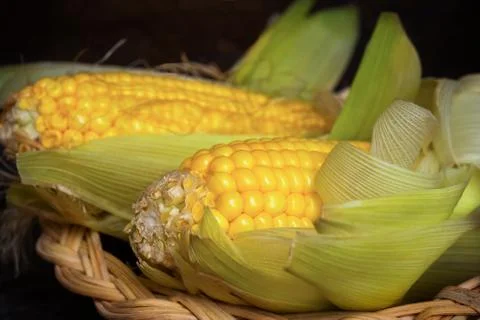 Two ears of corn in a basket Stock Photos