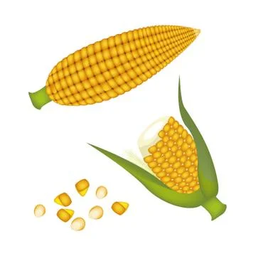 Two Ears of Corn with Kernel Corn Stockillustratie