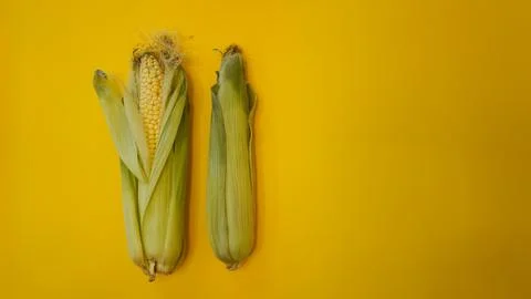 Two ears of corn on a yellow background: one peeled, the other in leaves. 스톡 사진
