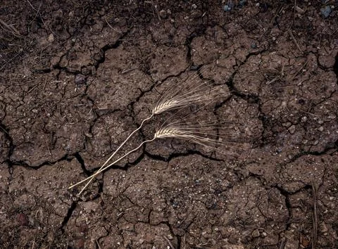 Two ears of wheat lying in the ground, surface of agricultiral f Stock Photos