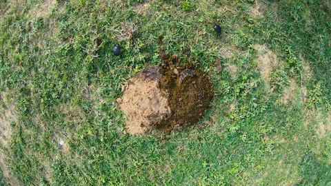 Two earth-boring dung beetles crawl around pile of sucks on green grass top view Stock Footage 126265086