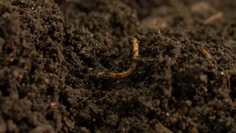 Two Earthworms in Moist Soil Demonstrating Composting and Soil Aeration Video stock 333707361