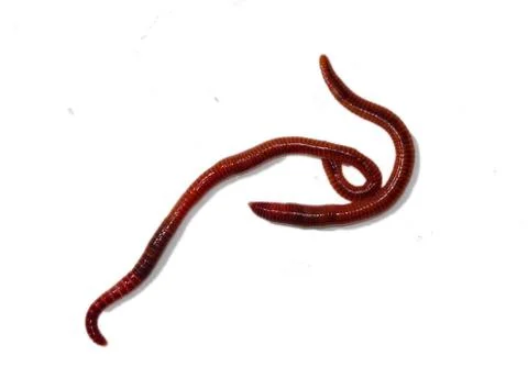 Two Earthworms Stock Photos