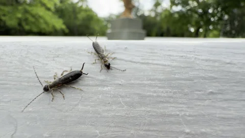 Two earwigs crawl on a concrete ledge by a park fountain Stock Footage 336937957