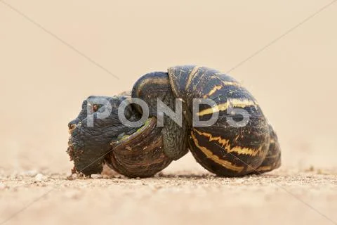Two East African Land Snail (Giant African Land Snail) (Achatina Fulica) Mating,
