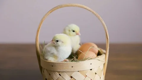 Two easter chickens with eggs in an basket. Close up Stock Footage 73727729