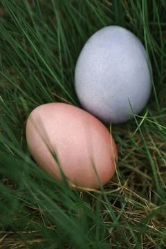 Two Easter eggs in grass Stock Photos