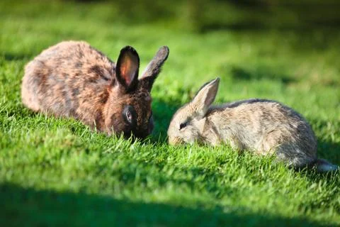 Two easter rabbits on fresh green grass Stock Photos