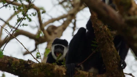 Two Eastern black and white colobus monkey - Colobus guereza - perched in a tree Stock Footage 327691401
