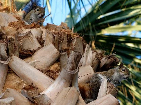 Two Eastern Gray Squirrels on a Cabbage Palm Tree Foto stock
