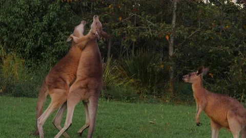 Two Eastern Grey Kangaroo Boxing And Fighting  - Gold Coast, QLD, Stock Footage