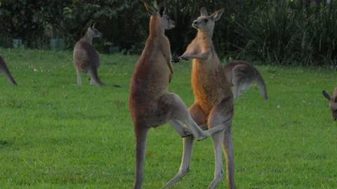 Two Eastern Grey Kangaroos Fighting - Macropus Giganteus - QLD, Australia Stock Footage 141709920