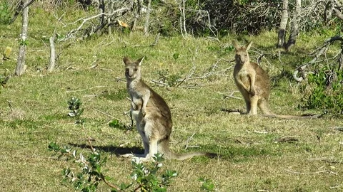 Two Eastern Grey Kangaroos Stock Footage